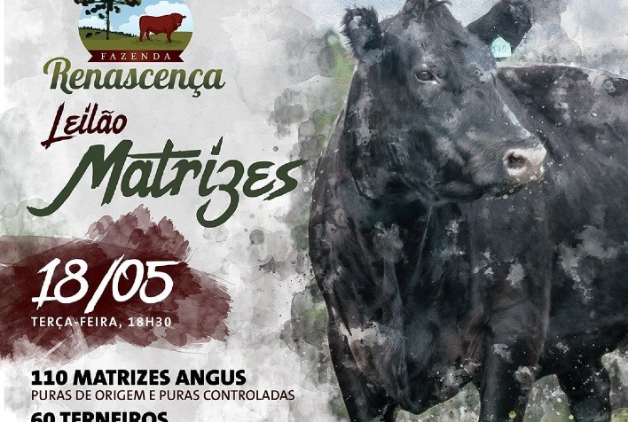 Renascença ofertará matrizes Angus e terneiros cruzas em remate