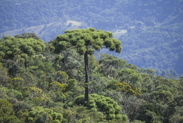 Araucária que produz pinhão de forma precoce é destaque no Balanço Social da Embrapa