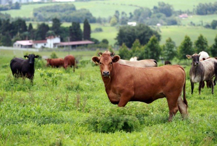 Boi gordo: mercado estável em São Paulo