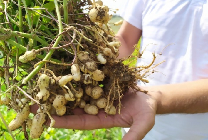 Zoneamento agrícola do amendoim já está disponível para todos os estados