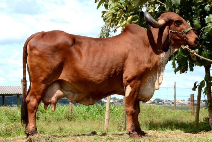 Governo de Minas participa da edição virtual da Expozebu