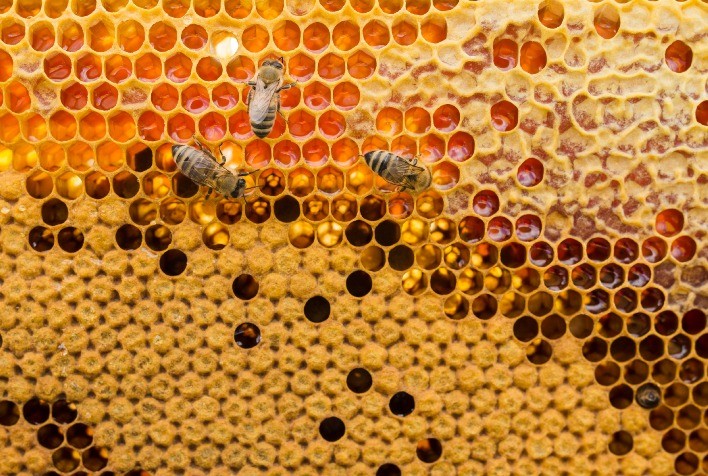 Governo de Minas realiza Encontro Internacional da Cadeia Produtiva do Mel