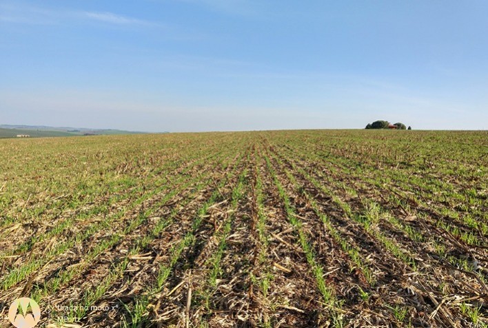 Redução de minhocas compromete a fertilidade em áreas sob plantio direto