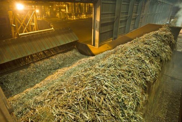 JOB vê queda de quase 5% na moagem de cana do Centro Sul e produção de açúcar cairia 3,3%