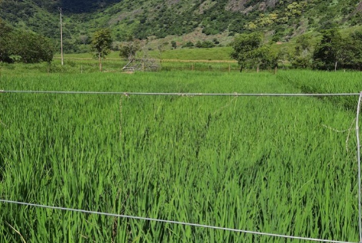 EPAMIG promove resgate de cultivar de arroz de várzeas para a região Leste de Minas