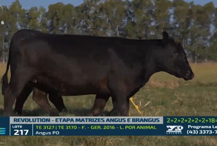 Leilão Revolution cresce 88% e fatura R$ 12 milhões