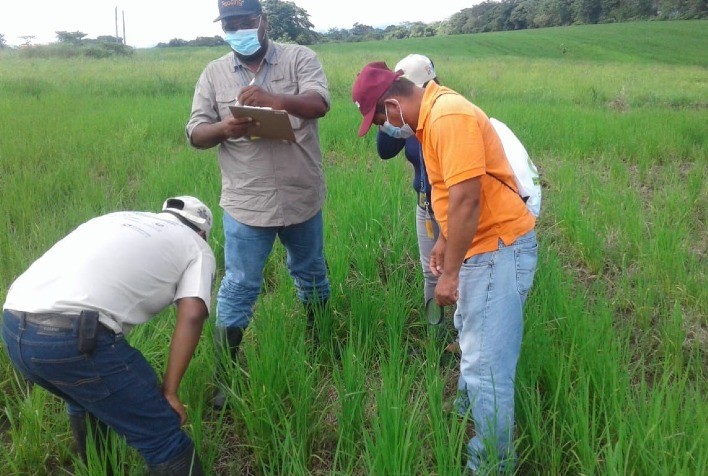 Setores pecuarista de El Salvador e de arroz do Panamá avançam na formulação de ações de mitigação à mudança do clima