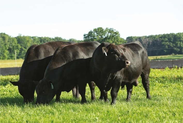 Empresa apresenta Super Dose para otimizar melhoramento genético para cruzamentos