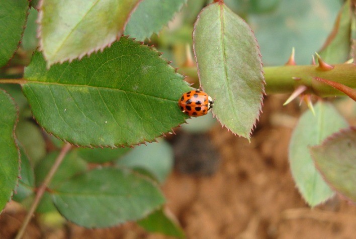 Joaninhas controlam pulgões em hortaliças