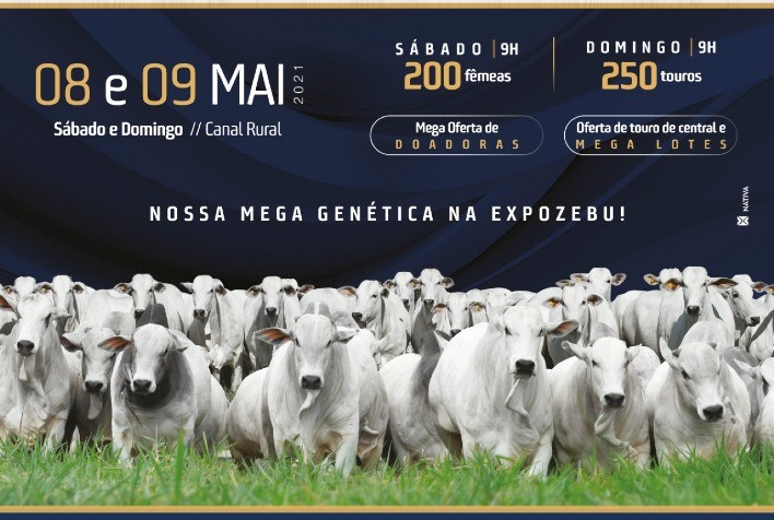 EAO Agropecuária promove leilão em duas etapas com grande oferta de animais Nelore