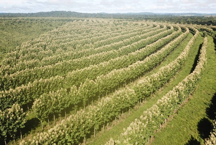 ILPF ganha novas versões de softwares para manejo de precisão do componente florestal