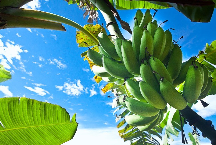 Bananeira pode ser usada como remédio e adubo