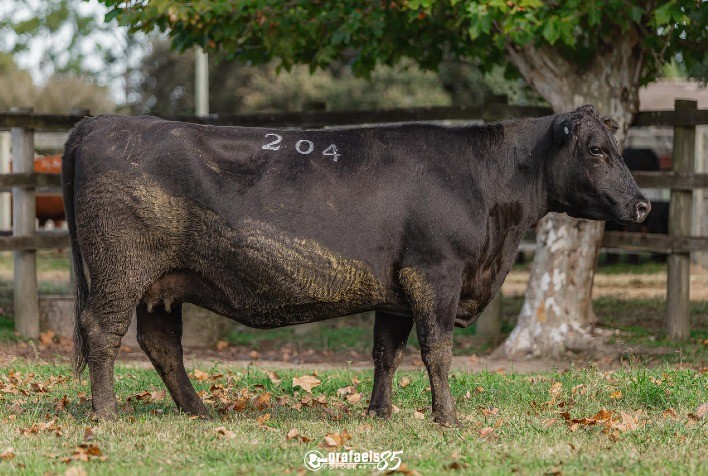 Haras Warszawsky fatura R$ 564 mil com liquidação de plantel Angus
