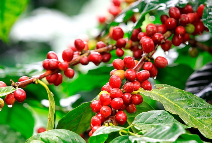 Café das Montanhas do Espírito Santo recebe registro de Indicação Geográfica e quer conquistar o mundo