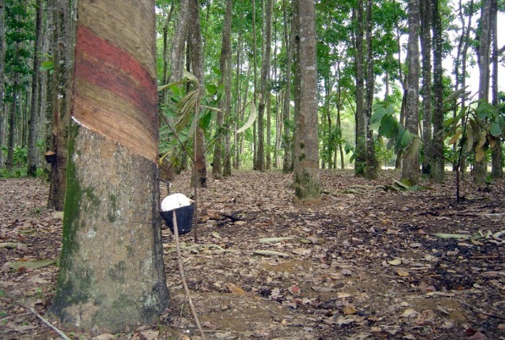 Preço de importação da borracha natural tem queda de 8,26% em abril