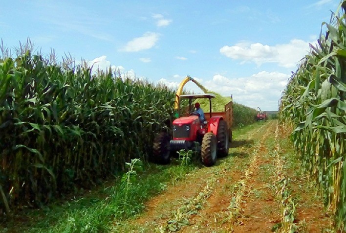 Pesquisa utiliza silagem de espiga de milho e resíduos de colheita para alimentar novilhos