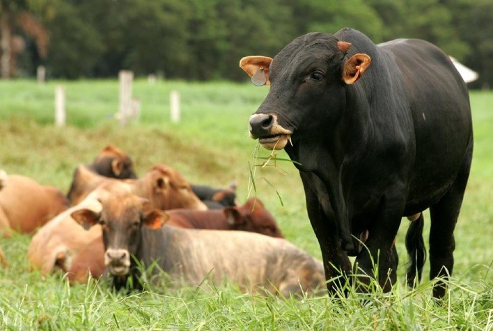 Boi gordo: queda na cotação da vaca e da novilha gordas em São Paulo