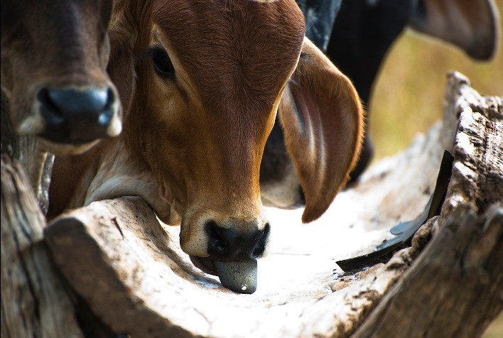 Pecuarista pode perder até R$ 366,00 por cabeça durante a estação seca