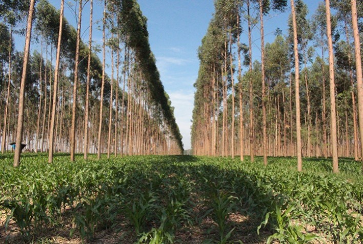 Tecnologias poupa-terra preservaram mais de 70 milhões de hectares em áreas plantadas com soja no Brasil
