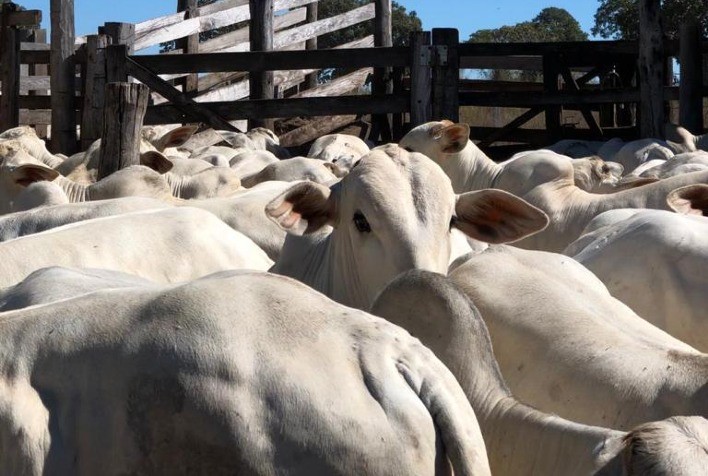Boi gordo: recuo na cotação do boi gordo em São Paulo