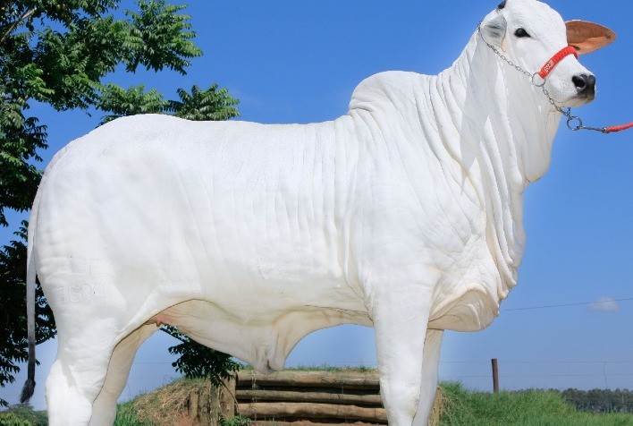 Nelore Gibertoni e parceiros ofertam o melhor da safra