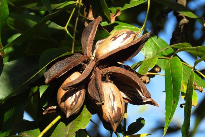 RS: veja desempenho das culturas