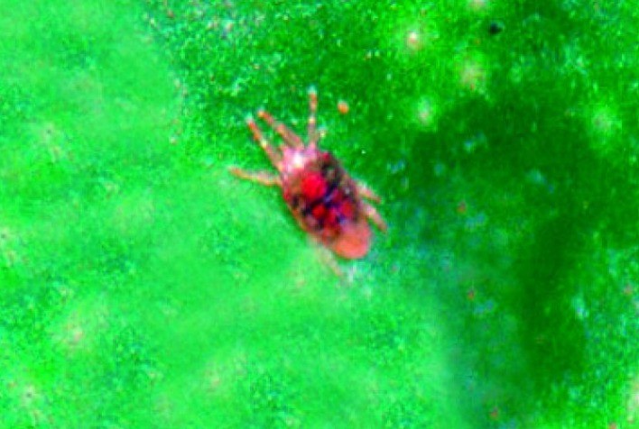 A importância da rotação de acaricidas para o controle do ácaro da leprose