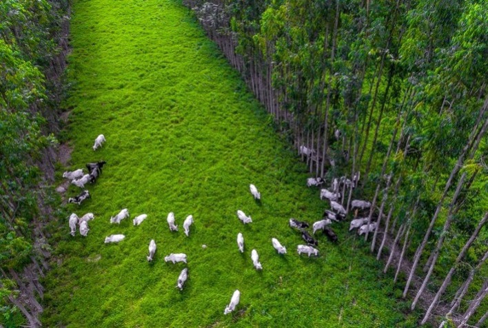 Árvores em sistemas integrados acumulam 8 t de carbono por hectare a cada ano