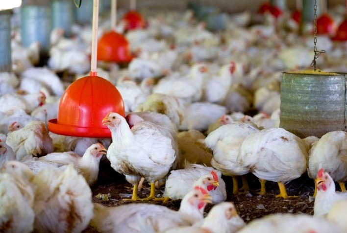 Cargill Nutrição Animal destaca a importância de fitogênicos na avicultura