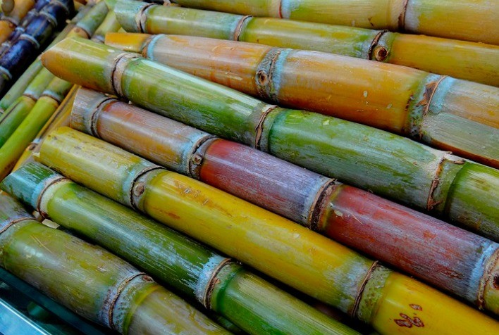 CTNBIO aprova nova cana geneticamente modificada do CTC