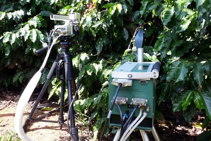 Estudo mostra que teores mais altos de CO2 alteram compostos fenólicos da folha do café