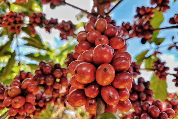 Embrapa Rondônia abre inscrições de clones e propriedades para a Rede de Avaliação de clones de café