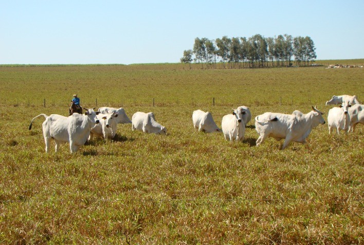 Lucro na seca depende da suplementação adequada