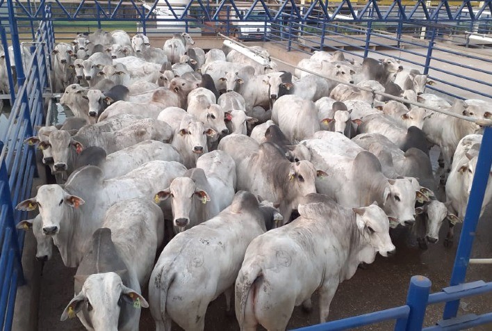 Circuito Nelore de Qualidade 2021 vai começar, e já tem 36 etapas confirmadas em 11 estados