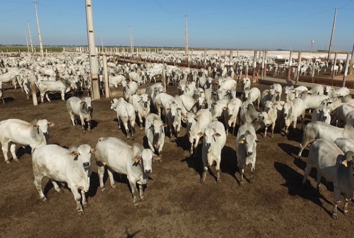 Queda na cotação da vaca gorda nas praças paulistas