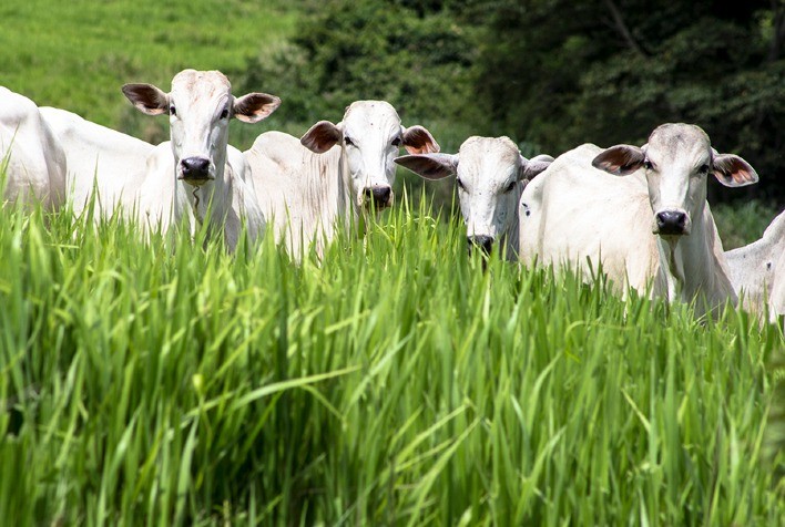 Protocolo inédito para produção de carne brasileira com baixa emissão de carbono indica aumento na produção animal com sustentabilidade