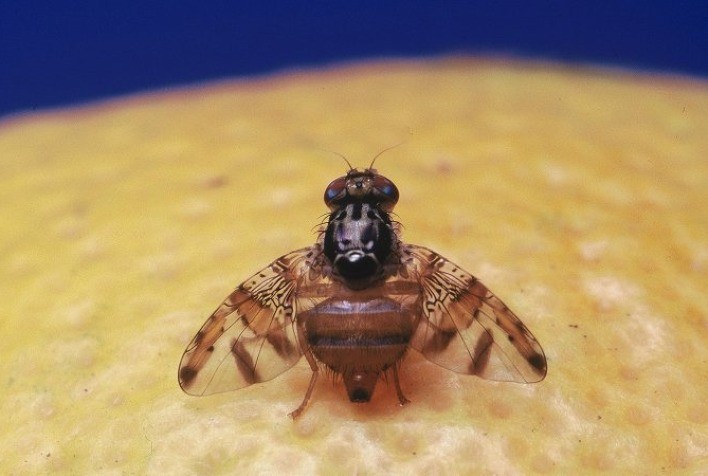 Proteína suína combate mosca da fruta