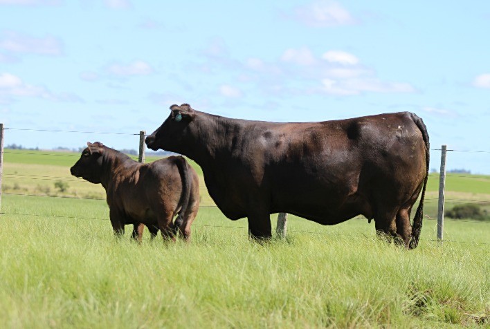 Abertas as inscrições para a terceira prova Top Brangus