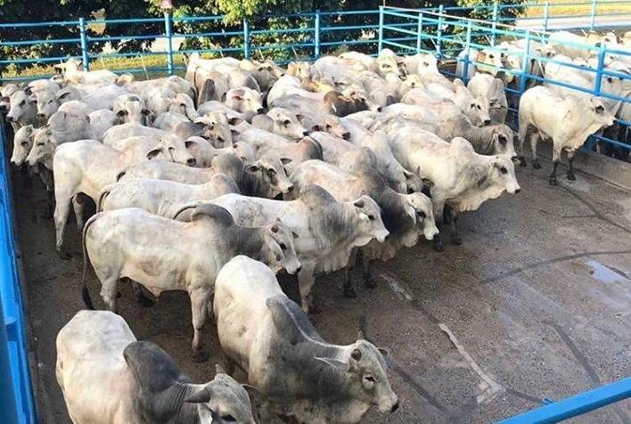 Araguaína (TO) recebe a primeira etapa do Circuito Nelore de Qualidade 2021