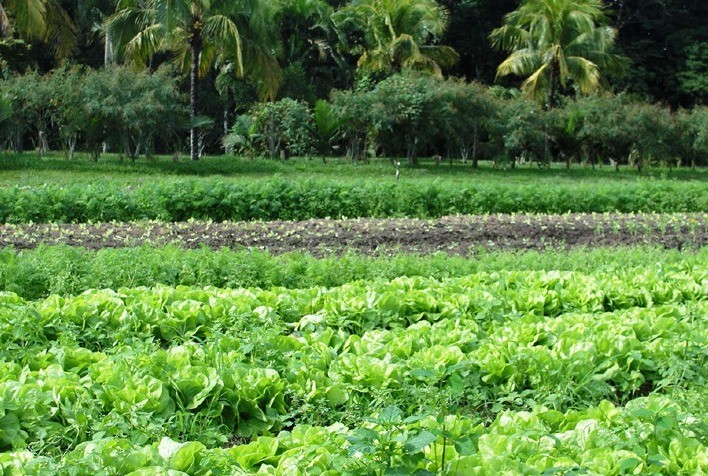 Alfaces consorciadas apresentam bom desempenho em sistemas agroflorestais