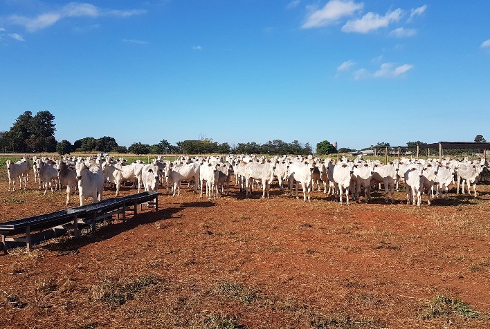 Em 10 meses de recria, projeto “Zebu, carne de qualidade” alcança marca de 38,22 arrobas por hectare
