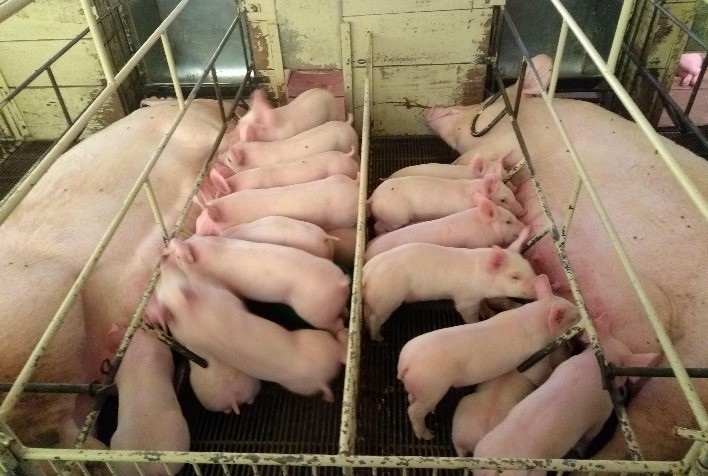Como proteger os leitões de agentes bacterianos respiratórios na fase de creche