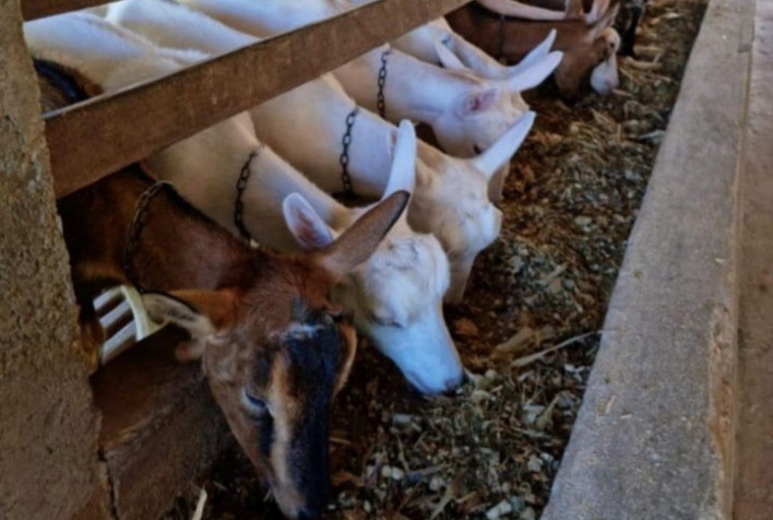 Produtora de leite de cabra expande negócio a partir de cursos e programas do Sistema FAEMG/SENAR/INAES