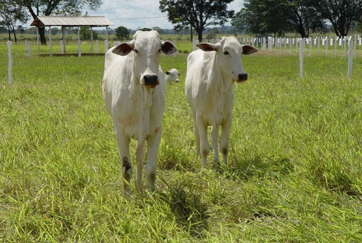 Protocolo inédito Carne Baixo Carbono permite aumentar lotação no pasto com sustentabilidade