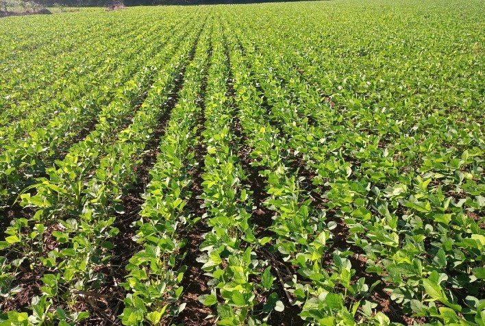 Plantações da Fazenda Campo Novo Parte ganham mais produtividade e maior resistência à seca com fertilizantes da SUPERBAC