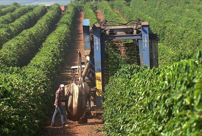 Primeira colheita de café clonal é realizada em projeto da parceria Embrapa e Ufam