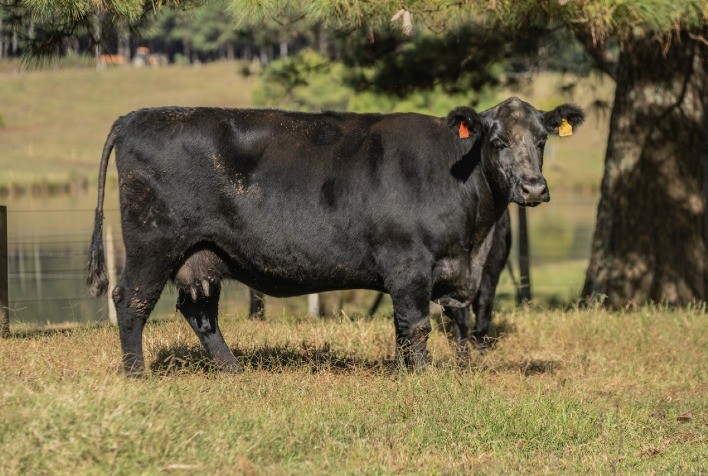 Renascença fatura R$ 1,1 milhão em leilão virtual