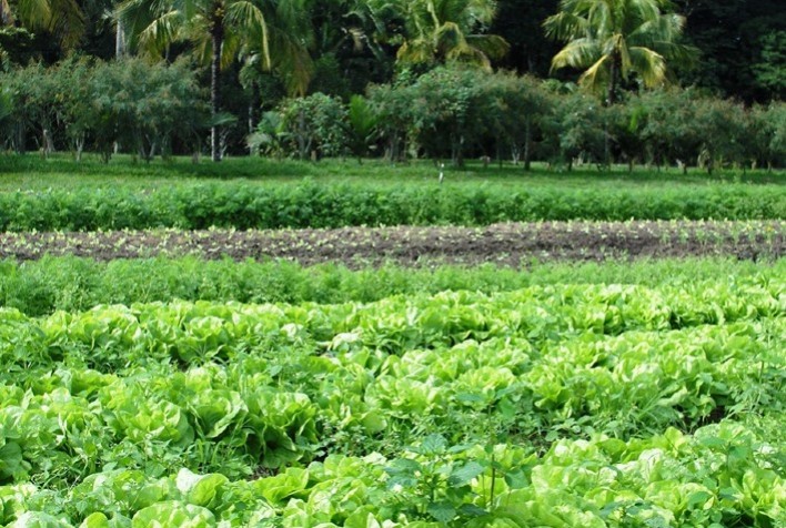 Estudo avalia produção de alfaces consorciadas