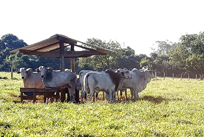 Mercado do boi gordo: cotações subiram