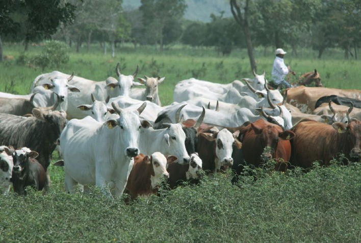 Boi gordo: preços estáveis nas praças paulistas, mas altas em Mato Grosso do Sul e no Tocantins